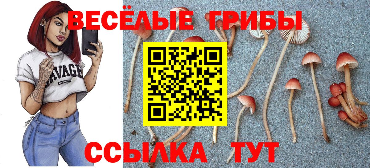 Псилоцибиновые грибы Psilocybe Кольчугино